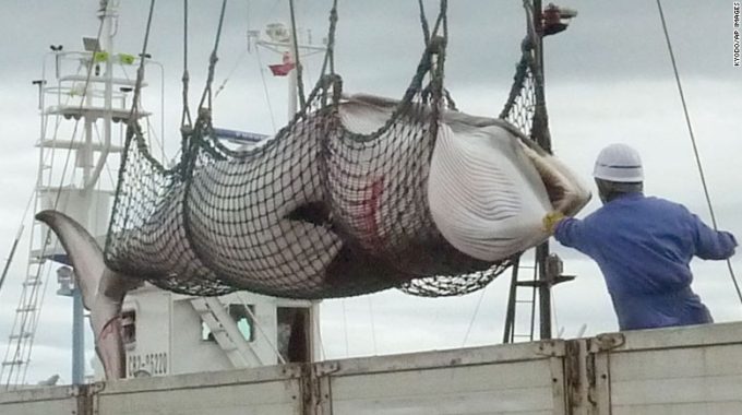 151201113945-japan-minke-whale-whaling-exlarge-169