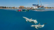 Nuotare con i delfini di Glenelg  nelle acque cristallo del South Australia