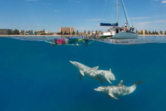 delfini