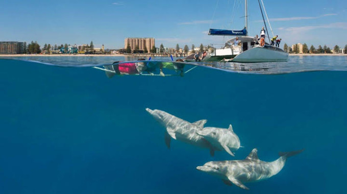 Nuotare con i delfini di Glenelg  nelle acque cristallo del South Australia