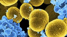 Resistenza agli antibiotici, batteri più forti