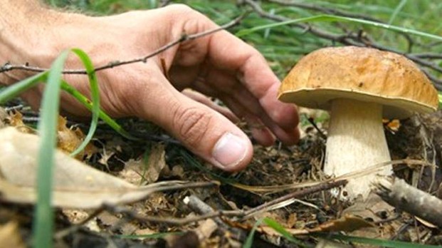 Avvelenamento da farmaci, funghi e candeggina: bimbi a rischio più degli adulti