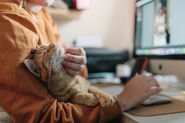 Gatti con diabete, arriva la terapia orale tutta per loro